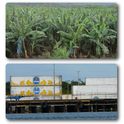 IB environmenatl systems commercial banana production